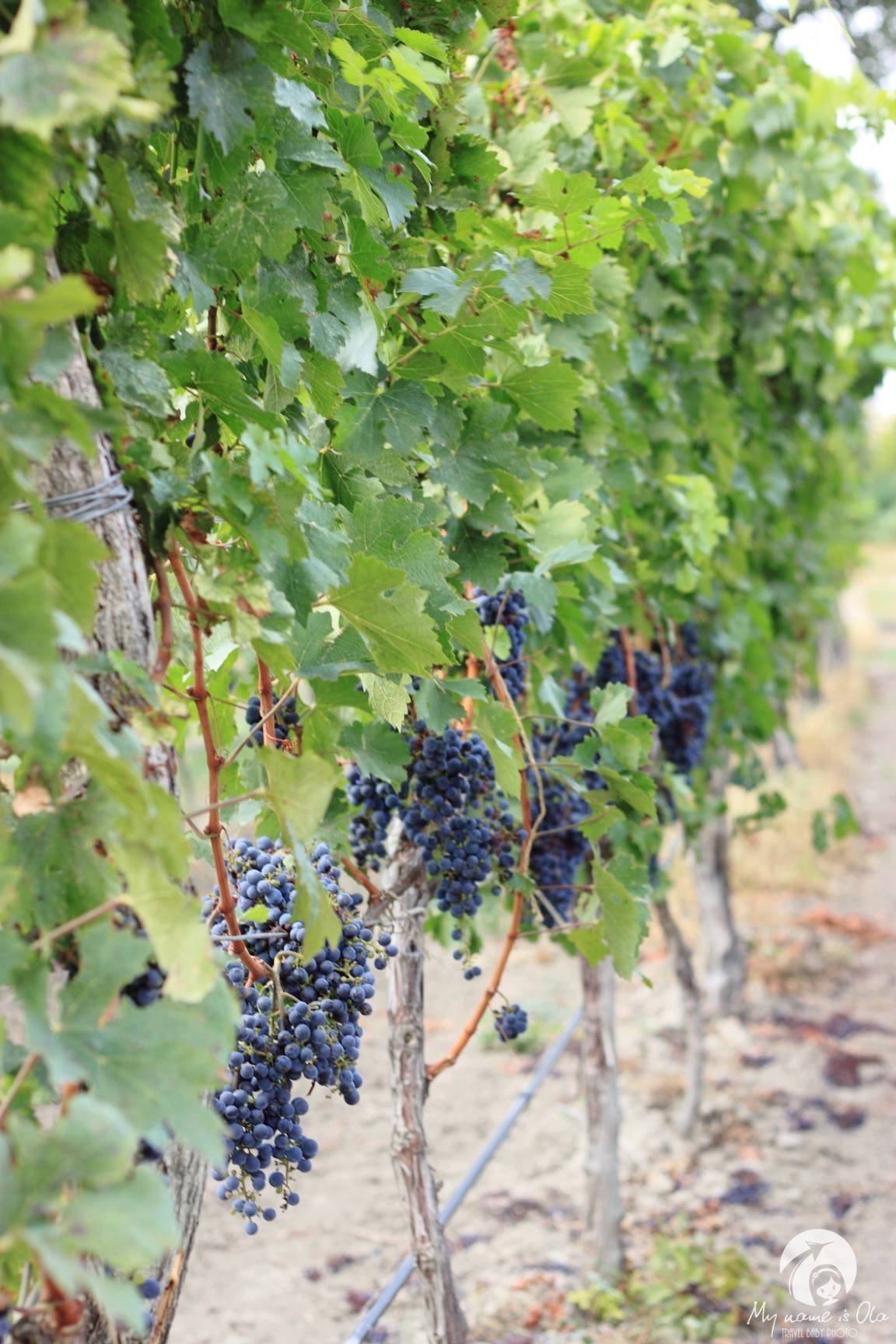 Georgian grapes