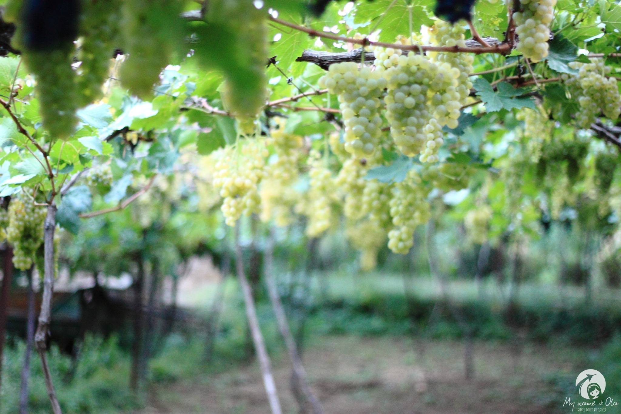 Georgian vineyard