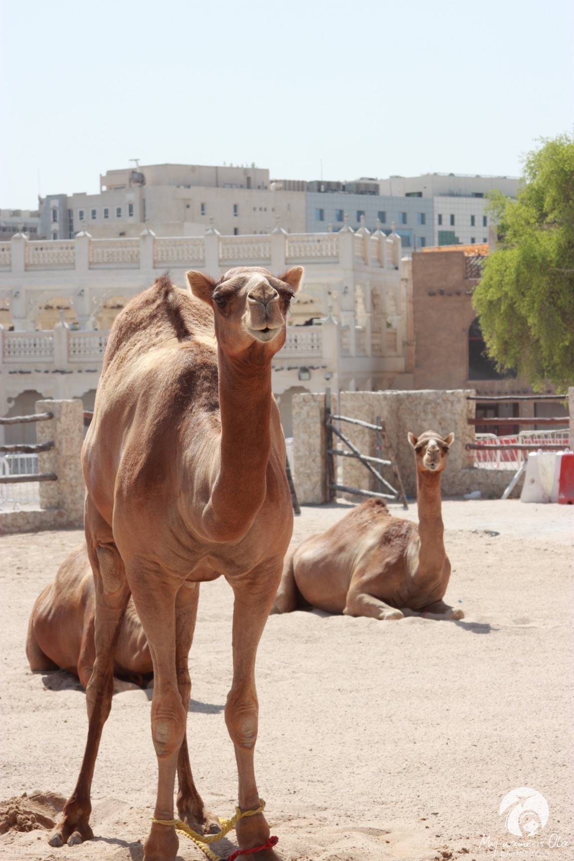 Camel Souq, Qatar