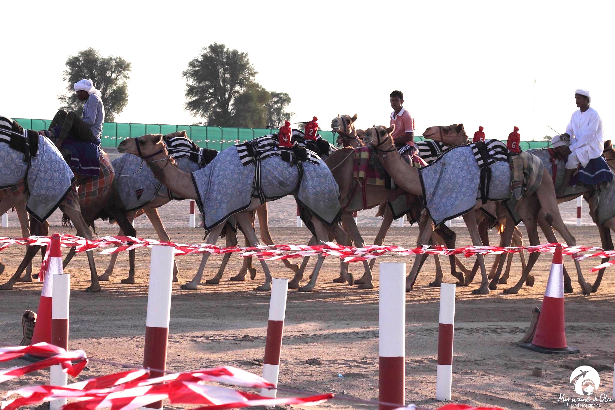 Camel races, Dubai, UAE