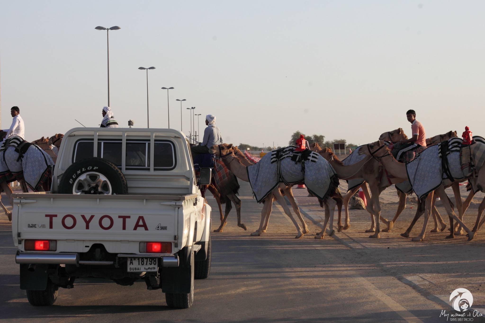 Camel races, Dubai, UAE