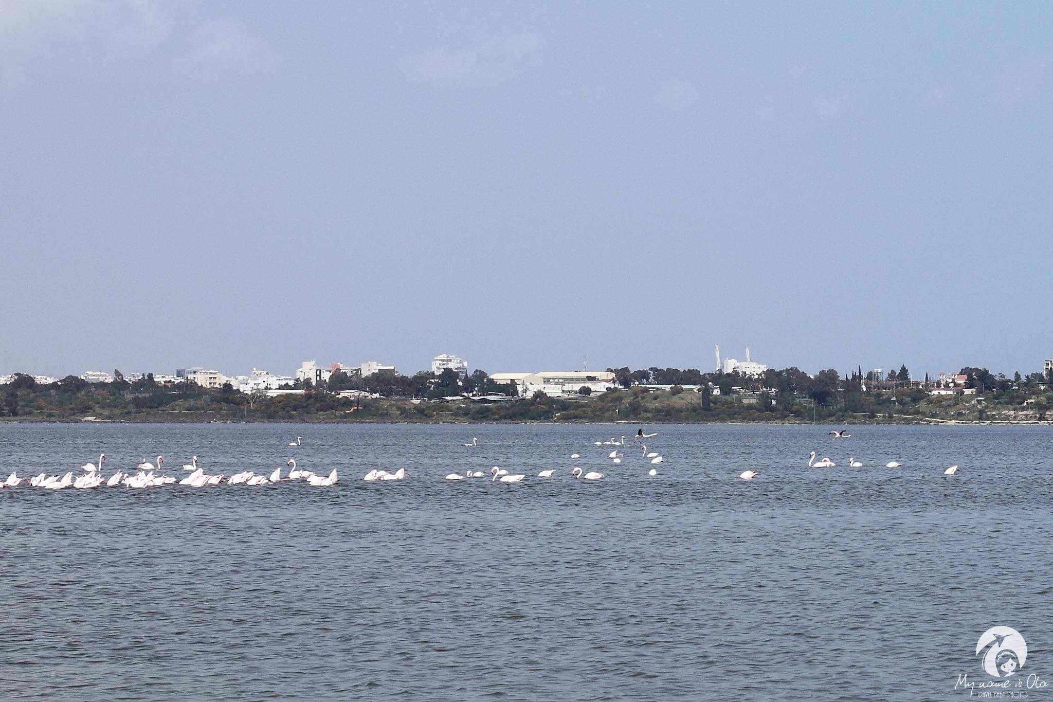 Cyprus, flamingos, Larnaca