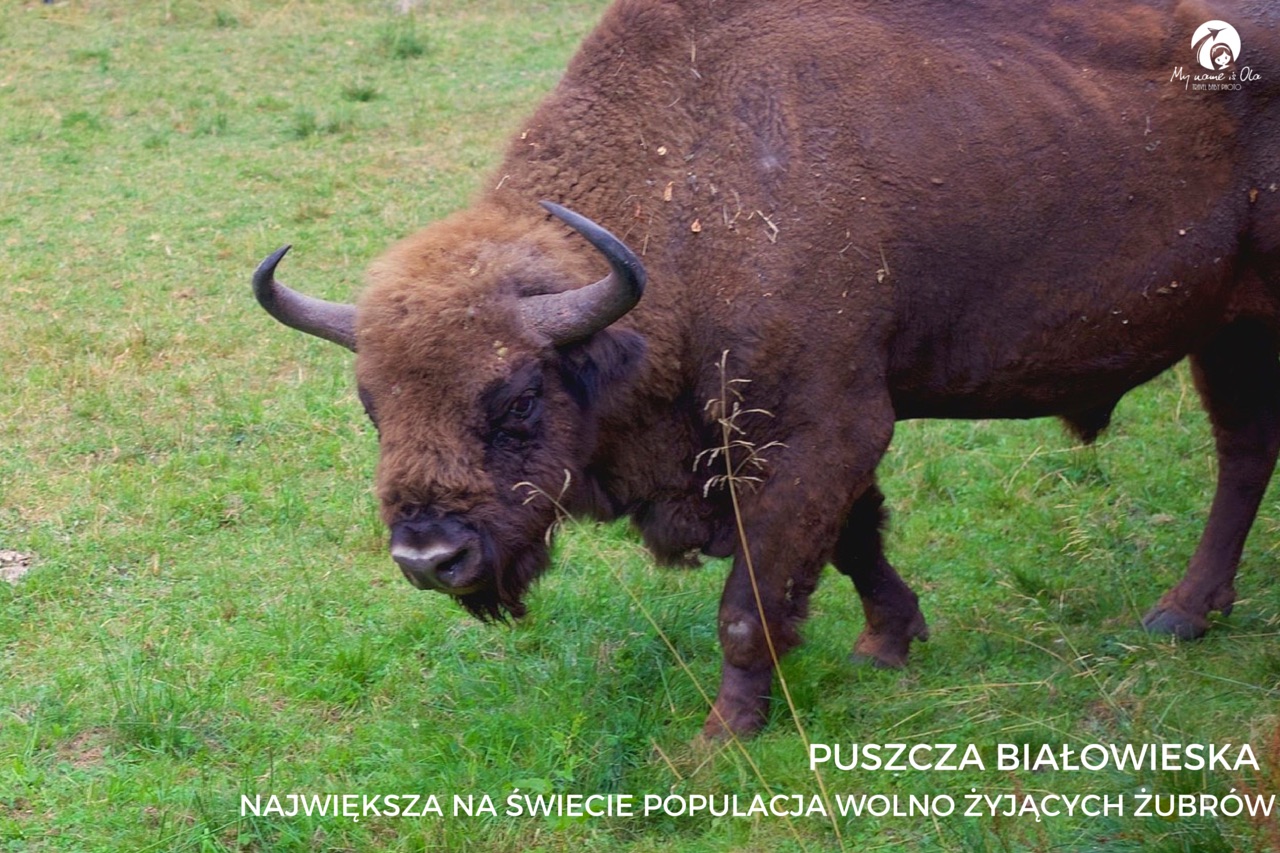 NAJPIĘKNIEJSZE MIEJSCA PODLASIA